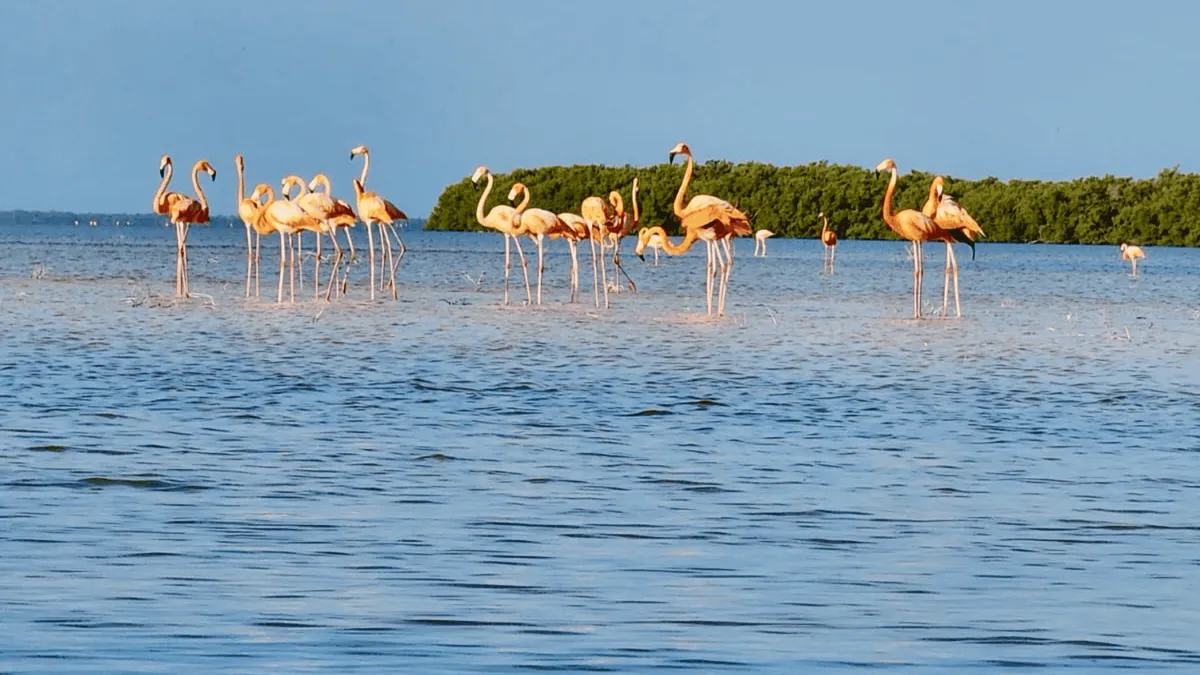 Flamingos wading in a shallow lagoon in front of a low line of mangroves