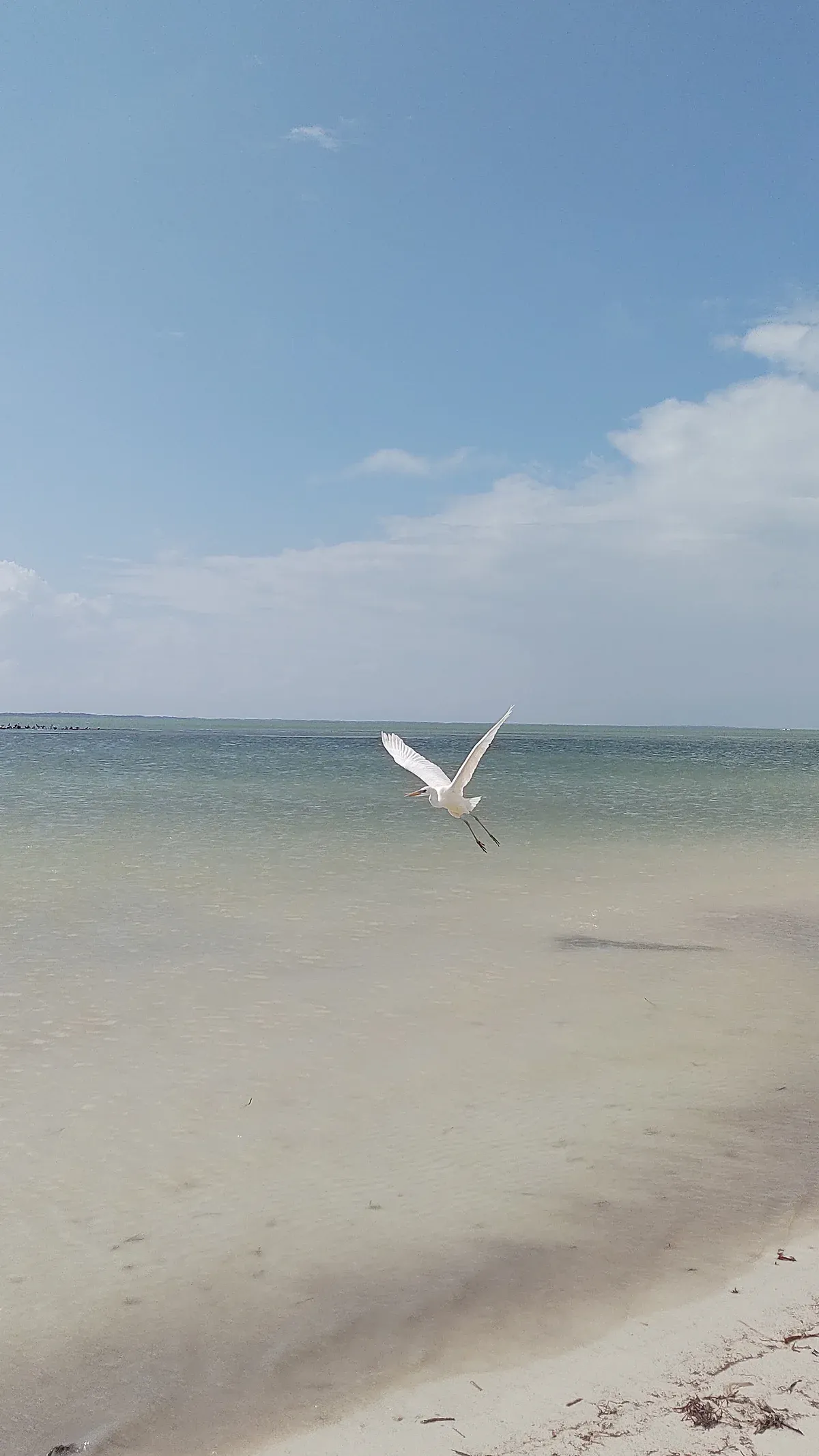 White egret flying low over a pale sandy shore and shallow water