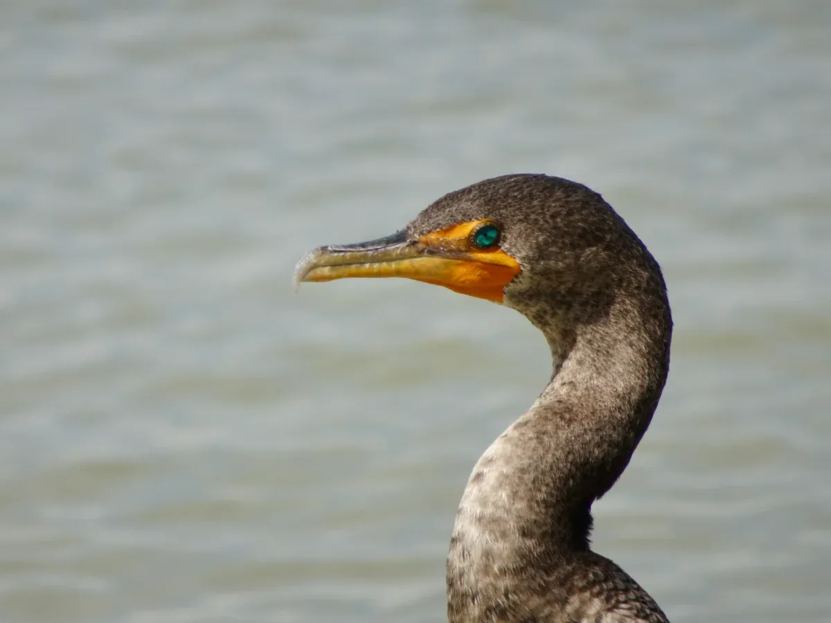 Close portrait of a cormorant with an orange throat patch on calm shallow water
