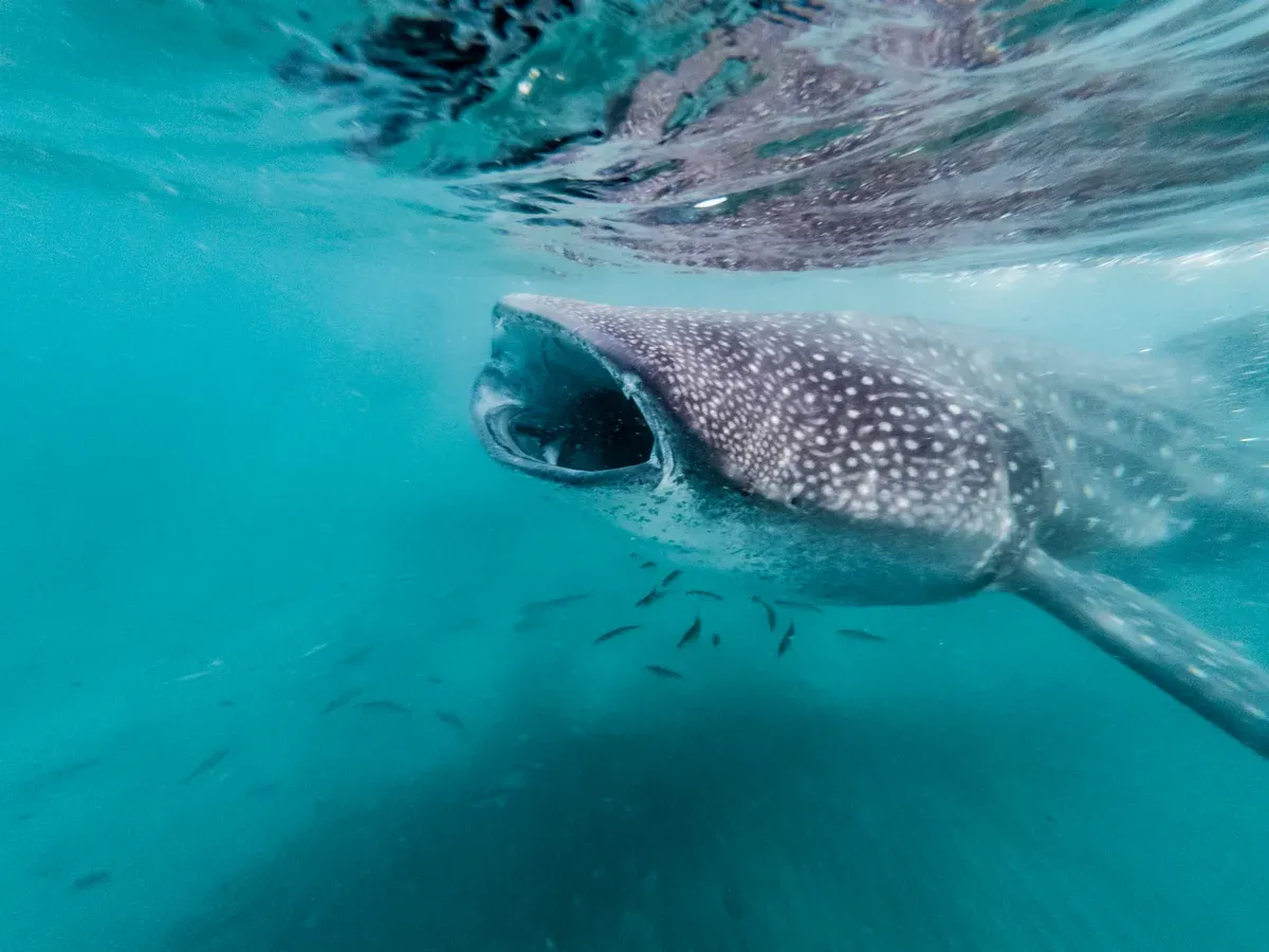 Whale shark filter feeding with its wide mouth open underwater in clear turquoise water